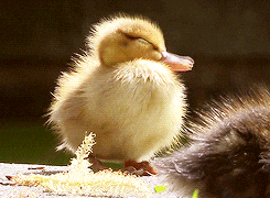 giphy.gif?cid=4d1e4f290fc94aea7efd7e19c8efdaeb367a91749004fca2&rid=giphy.gif
