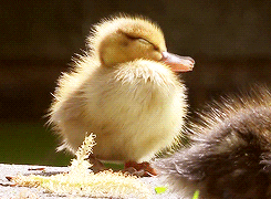 duck calling GIF
http://gph.is/14NuIzL