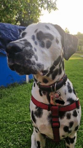 Dog Annie GIF