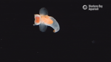 Angel Of Death Swimming GIF by Monterey Bay Aquarium