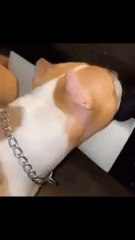 Compilation Dawg GIF