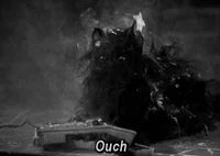 black and white cat GIF