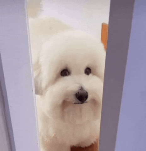 Dog GIF