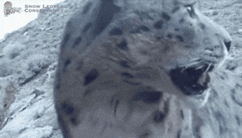 Snow Leopard Conservancy GIF