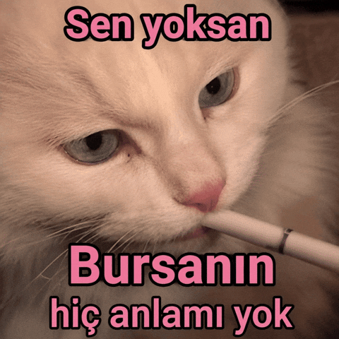 Bursa Kedy GIF