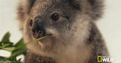 koala wink GIF