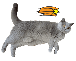 Reaction Sticker