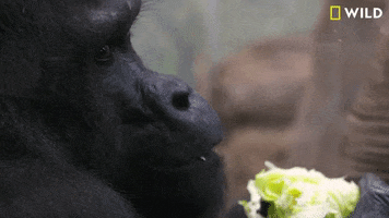 columbus zoo gorilla GIF by Nat Geo Wild 