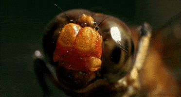 wonders of life insect GIF by Head Like an Orange