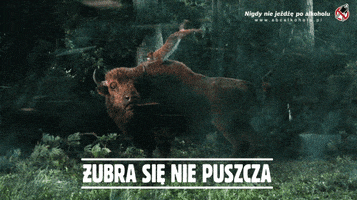Traba GIF by Zubr