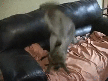 attention love GIF