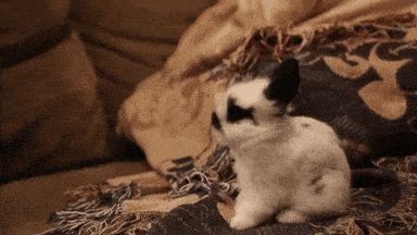 bunny