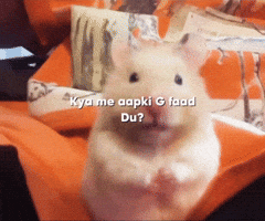 Kiwi Cafe GIF