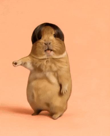 Happy Guinea Pig GIF