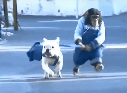 dog monkey GIF