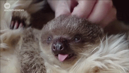 Cute Baby Sloth Gif Cute Baby
