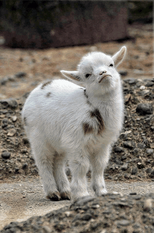 goats wiggles GIF