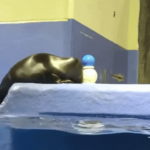 Awkward Seal GIF