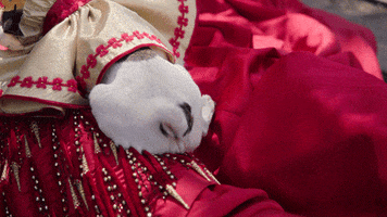comedy central dog GIF by Another Period