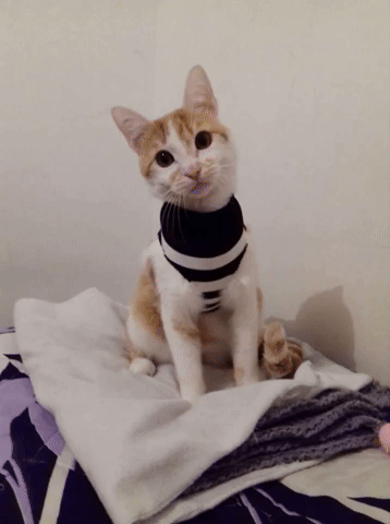 gatitabailando