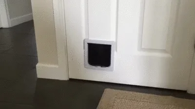 See You Later Dog GIF