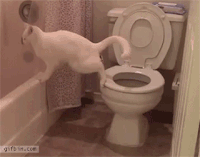 Cat-toilet GIFs - Get the best GIF on GIPHY