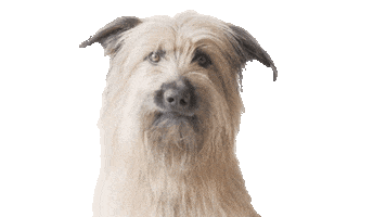 Dog What Sticker by Vínculo Norte