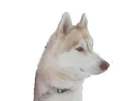 Sticker by Appartements_Andy