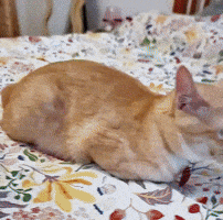 Cute Cat GIF