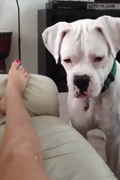 dog