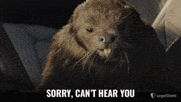 LegalShield sorry beaver sorrynotsorry notlistening GIF