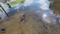 Alligator Swims Through Flooded Florida Parking Lot