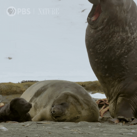 Pbs Nature Seal GIF by Nature on PBS