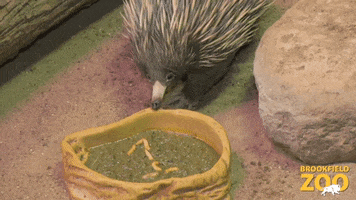 Echidna Eating GIF by Brookfield Zoo