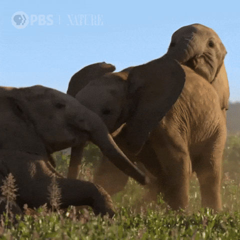 Explore Family Time GIF by Nature on PBS