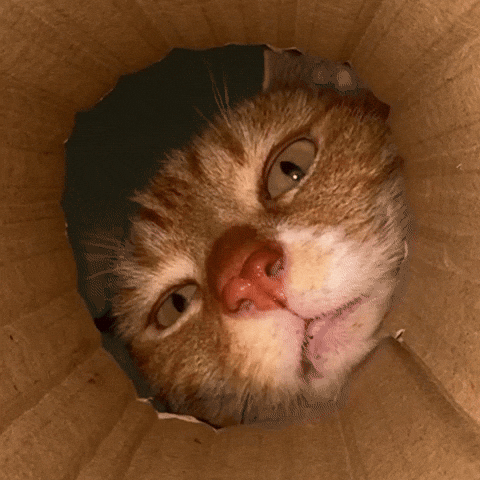 Cat GIF
