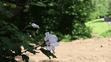 Flower Heavy Equipment GIF by JC Property Professionals