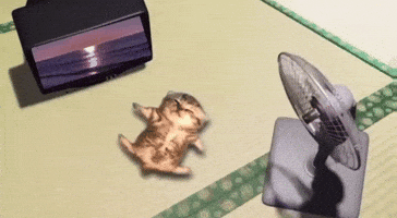 Cat Sleeping GIF
