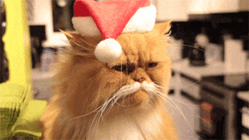 200.gif