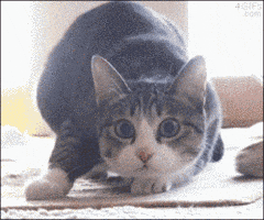 200.gif?cid=f0bdee70028l2micmol6krwbr4etxujmv6ler6ue08kve1xg&rid=200.gif&ct=g