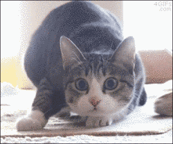 Video gif. Gray and white cat crouches on its front paws shaking its butt like it's ready to pounce with a wide-eyed focused expression. Suddenly the scene changes to a young Shaquille O'Neill pursing his lips and giving us a silly, seductive look as he shakes his shoulders like the cat. 
