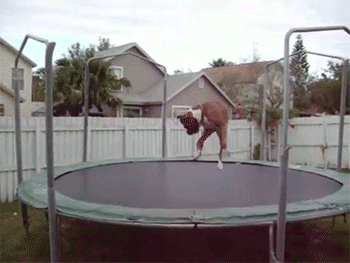 dog video GIF