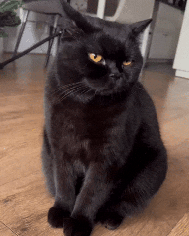 Purrcival GIF