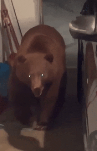 Bear Snooping GIF by Storyful