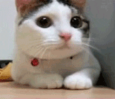 No Way Cat GIF - Find & Share on GIPHY