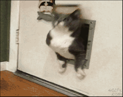 Cat Week GIF - Find & Share on GIPHY