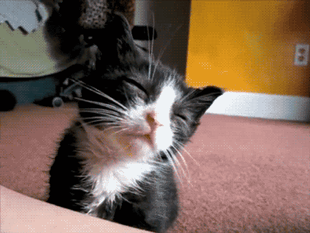 Tired Sleepy Cat GIF