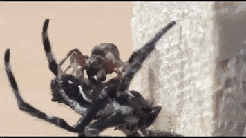 lechadd  GIF