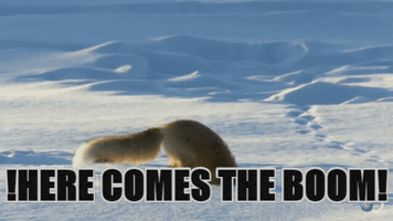 wolflover #funnyfox GIF