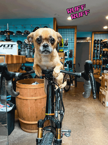 Chihuahua Shopdog GIF by Cyclepath PDX